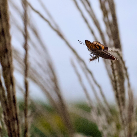 A butterfly perches on a pampas grass stem. Its wings have orange and black marking which contrast with the muted beiges and blurry grey of other stems and the sky. The stem bends under the weight of the tiny insect. There is a great sense of balance, poise, patience and intent.