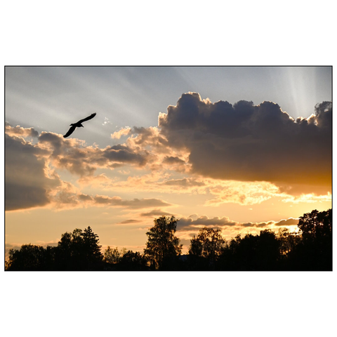 The image captures a silhouette of a bird in flight against a dramatic sky during sunset. The sky is filled with a mix of clouds, some dense and dark, others illuminated by the sun's rays, creating a striking contrast. The sun is partially obscured by the clouds, casting a golden glow that spreads across the sky. Below, the treeline is visible as dark silhouettes, adding depth to the scene. (draft by mistral.ai, edited by author)