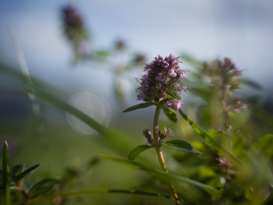Macro if a flowr in colour with nice bokeh bubbles in the background