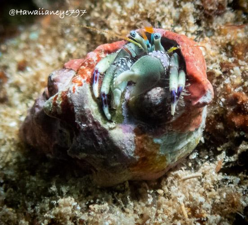 A green hermit crab pauses in its shell at an ocean reef. The crab has mottled purple bands on several legs, and the largest claws have dark bands spotted with white.  The crab’s home is a melange of pale brick red, white and gray.