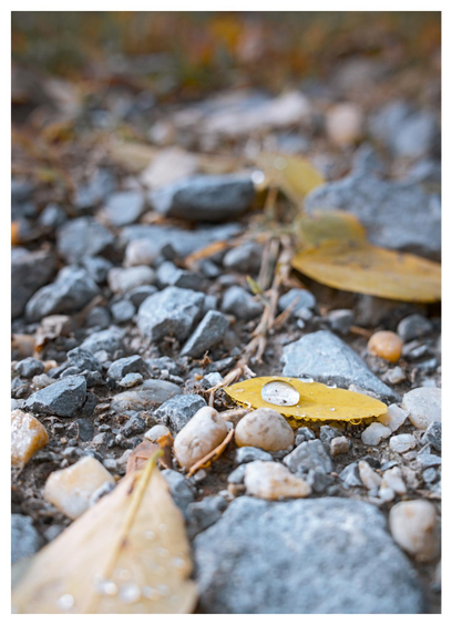 A yellow leaf with a large dew drop on its, laying on some blue gray gravel stones