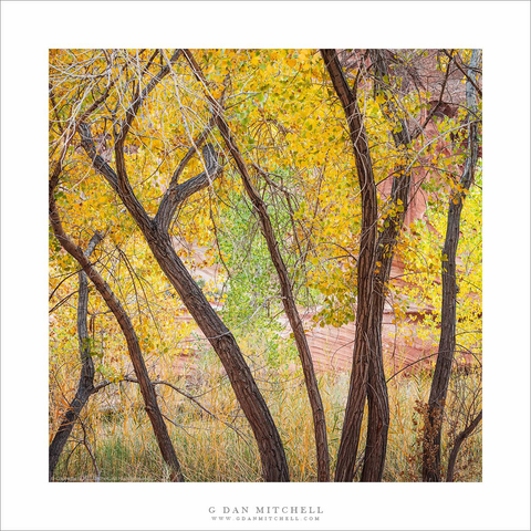 Autumn cottonwood trees