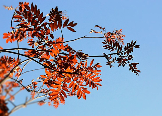 A closer view of a couple of smallish branches of the tree described in the other photo. We are looking up through the slight tangle of twigs with the orange-brown leaves set against a blue sky. The leaves are longish compound leaves composed of around a half dozen opposite pairs of narrow leaflets, and one or two at the tip. The sun is partly shining through the leaves, making some glow, others are outside the light and seem quite dark