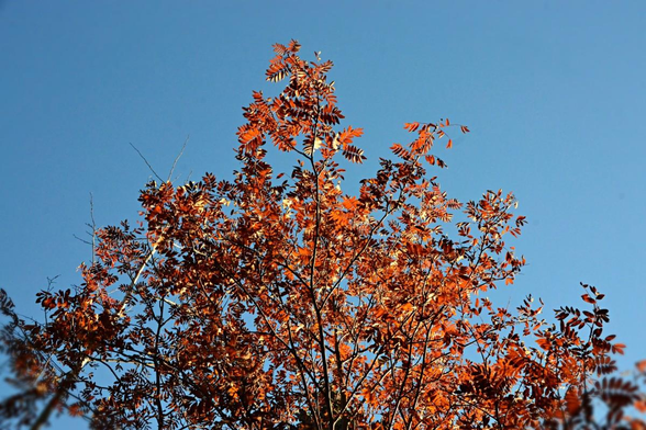 Looking up at the upper part of a smallish multi-stemmed tree with fairly finely divided compound leaves. It reaches a bit of a peak in the centre, wider to each side below. The leaves are a fairly bright coppery orange, but still with a good dose of brown, especially lower where the light is not hitting/shining through directly. It is set against a clear blue sky.