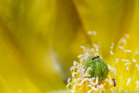The image shows a close-up view of a vibrant yellow flower with a focus on its central components. In the center, a small green pistil is surrounded by numerous yellow stamens coated with pollen. Two small ants are visible navigating the flower's interior—one on the green pistil and one on the stamens. The background is a soft blur of yellow petals, creating a smooth, warm texture that contrasts with the detailed reproductive structures of the flower.