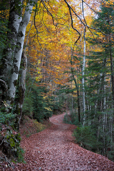 Fotografía de un paisaje otoñal, un camino cubierto de hojarasca roja se adentra serpenteando en la espesura del bosque, a ambos lados hayas y abetos se mezclan con arbustos variados, en la parte superior el follaje es naranja y amarillo entrelazandose con el verde a los lados. En la parte superior derecha un pequeño hueco entre las hojas y las ramas permite ver el cielo.
