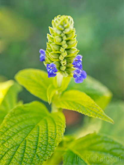 Chia plant in bloom with tiny purple flowers macro photograph