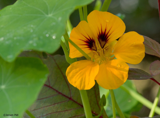 Oost-Indische kers (in november)

Indian cress