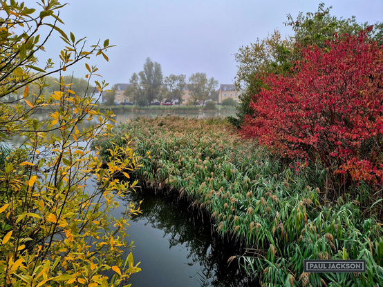 A tranquil autumnal scene by the water. Rich with contrasting colors and textures, dominated by the vibrant foliage of the changing season. On the left, branches with striking yellow leaves frame the edge of the dark, reflective water at the edge of a lake, while a dense, intensely red bush bursts with color on the right, creating a vivid juxtaposition against the muted greens and grays of the rest of the landscape.

A thick stretch of tall reeds or grasses growing along the water's edge, creating a lush, somewhat wild texture. These plants are a deep, healthy green, punctuated by hints of brown and gold as they begin to transition into their autumn phase. The background is softened by a layer of light mist, lending a serene quality to the scene. Through the haze, you can faintly make out a row of residential houses nestled among trees, suggesting a peaceful blend of nature and suburban life.
