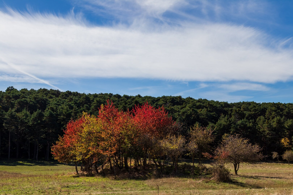 Español: grupo de árboles con hojas rojas, naranjas y amarillas en medio de un campo verde, con un bosque oscuro al fondo y un cielo azul con nubes finas.

English: a group of trees with red, orange, and yellow leaves standing in a green field, with a dark forest in the background and a blue sky with wispy clouds.