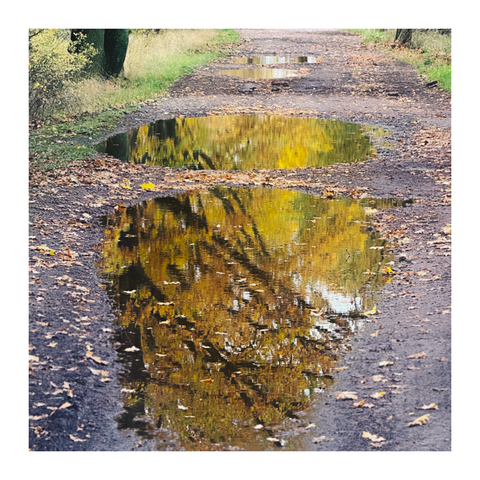 In Pfützen spiegelt sich das gelb gefärbte Laub der Bäume