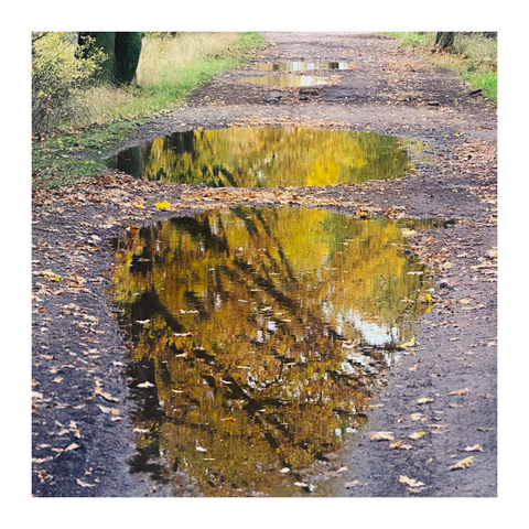 In Pfützen spiegelt sich das gelb gefärbte Laub der Bäume