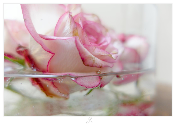 Rose and Water
Close-up of a rose blossom lying in a glass bowl, half-filled with water. The lower third of the image is below the waterline. The rose is cream white with pink edges. The background is light and blurred, and you can make out the green of its stem and other rose blossoms.

AI disclaimer: Using my work, its meta data, written or derived description to create media with or train AI based systems is prohibited.