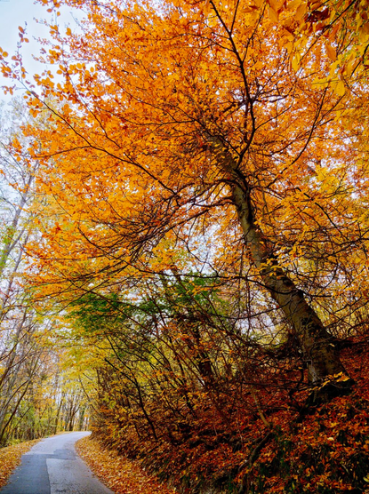 Colorful autumn tree in the forests around budapest