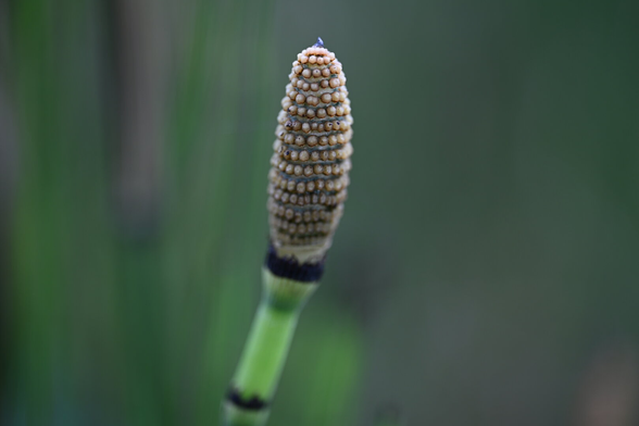 Horsetail fern