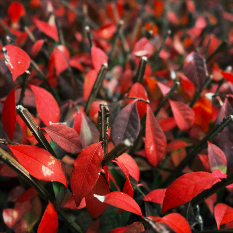 Deep red leaves fill the frame atop a trimmed hedge.