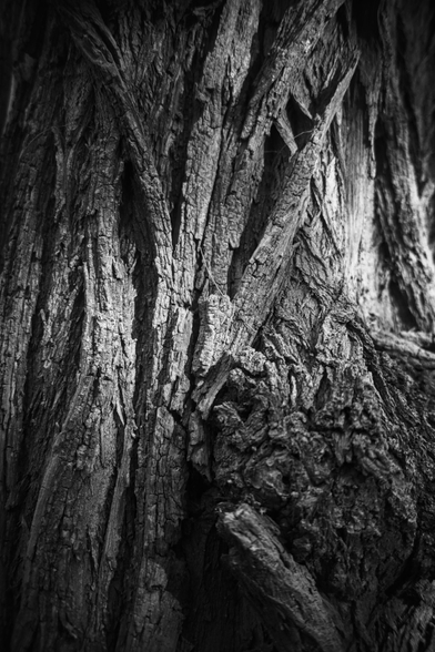 The image shows a close-up of rough, deeply textured tree bark rendered in black and white. The surface is rugged, with vertical ridges, cracks, and layers of peeling wood that create strong contrasts between light and shadow. The monochrome tones emphasize the bark’s intricate patterns and depth, giving it a dramatic, tactile quality.