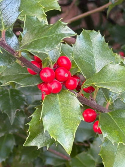 A close up of a holly bush laden with red berries.