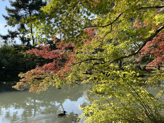 Touch of autumn leaves in the botanical gardens, with a duck cruising below