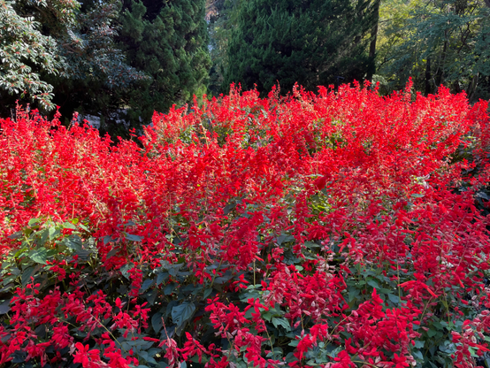 Sun on a bright red flower bush against a shadowy background of trees