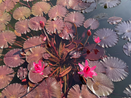 An unusual type of red water lilies