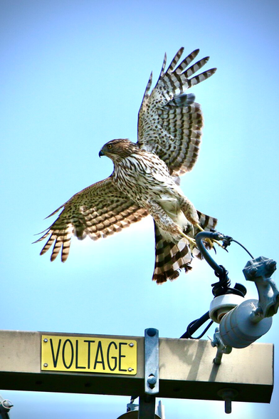 a large raptor with outspread wings takes flight above an electrical warning sign that says VOLTAGE