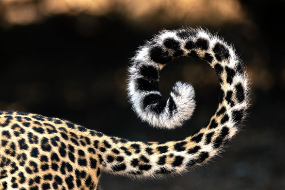 close up of leopard tail in a curl against dark background