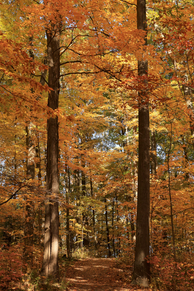 This is a portrait format photo of an autumn scene taken on a hiking trail that runs through a forest.  A mature tree is on both sides of the hiking trail at this point, each with many colourful leaves still intact. The colours are yellow and orange which create a real Fall vibe for the photo. The hiking trail is covered with fallen leaves which also adds to the colour pallet. It is a bright sunny day, so some shadows can also be seen in the frame. 