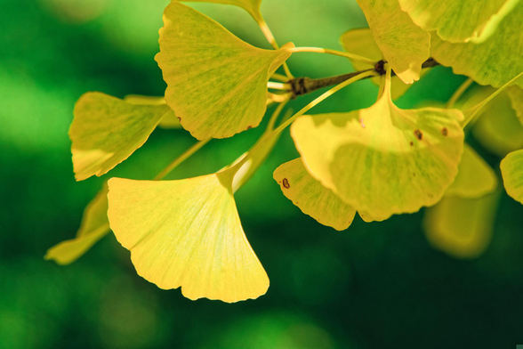 Fan shaped yellow leaves with fine lines in the foreground,  in the background light green and dark green blobs