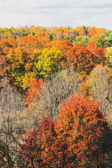 A hillside with patches of red, yellow, green and bare trees with just a little bit of grey sky up at the top