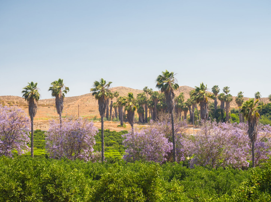 Palm trees and Jacaranda trees with purple flowers rise above citrus trees, by a dry hill covered in brown grass.