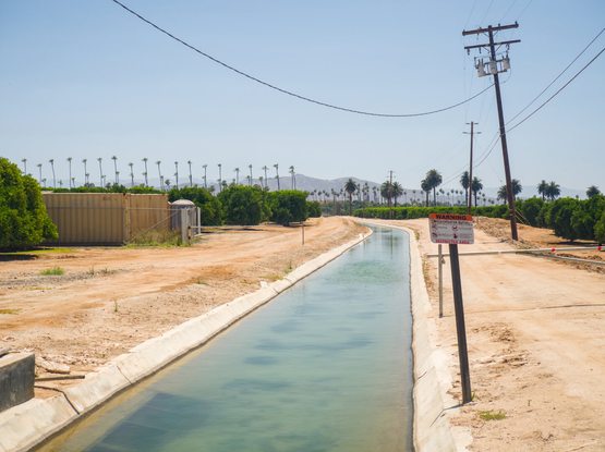 A ditch through a field of citrus trees and palm trees