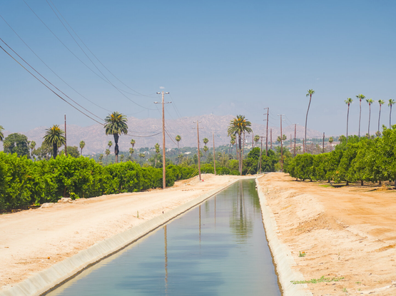 A ditch through a field of citrus trees and palm trees, leading to a hazy brown hill