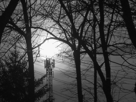 Trees, Sun, radio tower, black and white, photo
