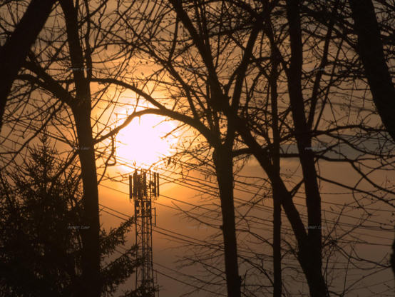 Trees, Sun, radio tower, color, photo