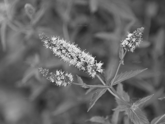 Flowers, closeup, black and white, photo