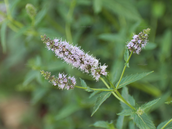 Flowers, closeup, color, photo