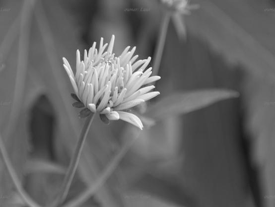 Flower, closeup, black and white, photo