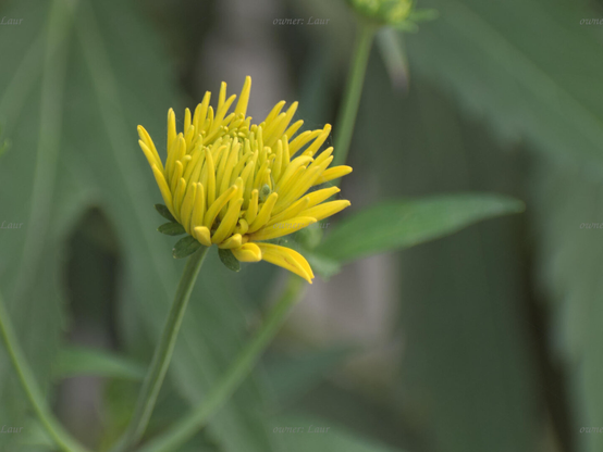 Flower, closeup, color, photo