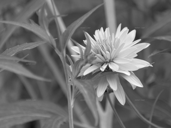 Flower, closeup, black and white, photo
