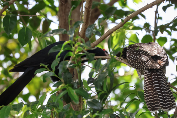 Pacific Koels (Eudynamys orientalis)
