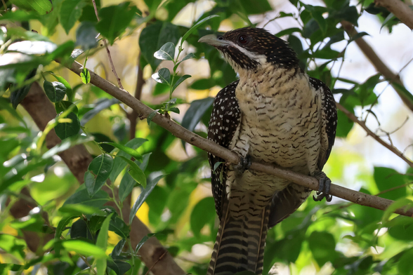 Pacific Koels (Eudynamys orientalis)
