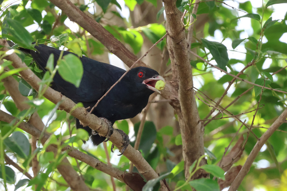 Pacific Koels (Eudynamys orientalis)