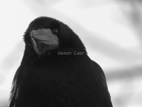 Bird, closeup, black and white, photo