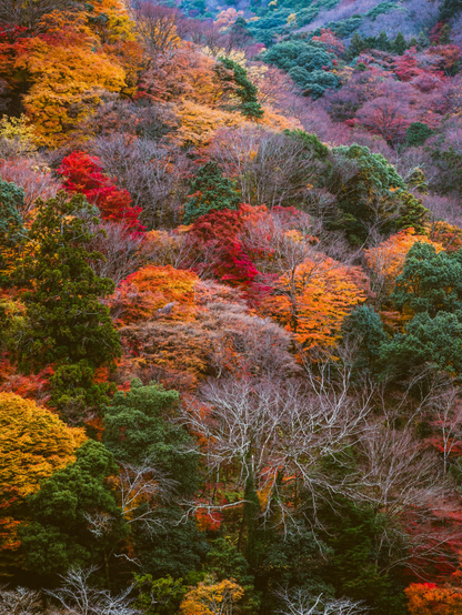 Vista de un bosque (la foto la hice con un teleobjetivo, por lo que solo se ve un fragmento) en el que los colores de las hojas de los árboles van del verde intenso al rojo intenso pasando por amarillo y naranja.