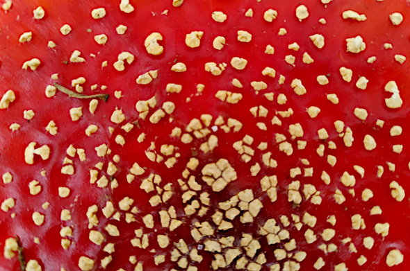 Cette photo montre Le détail d'un chapeau largement ouvert après la libération des spores d'une Amanite tue-mouches (Amanita muscaria), donc en dépérissement, d'un rouge encore vif mais avec ses verrues jaunissant (blanches quand le pied est jeune).