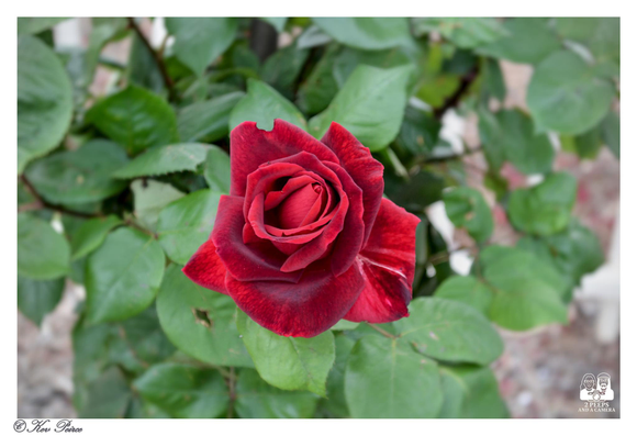 A close up, high angle photograph of a single, vibrant dark red rose in full bloom, centered against a softly blurred background of bright green leaves.

The intense colour of the petals contrasts sharply with the foliage.