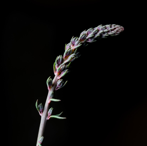 How to describe this? It’s a photo of something that looks like a long thick stem of wheat. Single long stem with green shoots and purple edges. The end is bumpy but smooth like a torpedo. I’ve got to get better at this.