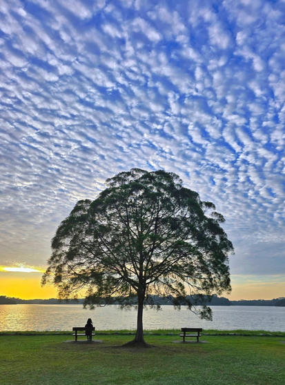 湖畔の芝生の上に一本の大きな木が立ち、木の下のベンチに一人の人が座って夕日を眺めている。空には美しいうろこ雲が広がり、黄金色の夕陽と青空のコントラストが印象的な静寂の風景。