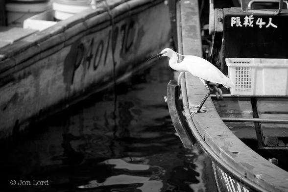 This is a black and white wildlife photo in landscape format of an Egret perched on a fishing boat. Cheung Chau (2015).

Along the right margin of the image is the side of a small, open fishing boat. The boat is moored, with the bow facing the camera and a little of the boats interior in view. On the gunwale is a brilliant white Egret, possibly a Chinese Egret (Egretta Eulophotes) due to the birds location. Our Egret is viewed in profile and facing to the left. The bird has a long sharp beak with the eye immediately behind, there is a neat crest, a feather or more, forming a sleek trail. The neck is bent in a slight 'S'. The rest of the wings and body are an immaculate white. The bird has long legs with large feet. The Egret is looking down at a narrow strip of dark and still water between moored fishing boats. 
The location is the harbour / typhoon shelter on Cheung Chau island, about ten km west of Hong Kong.